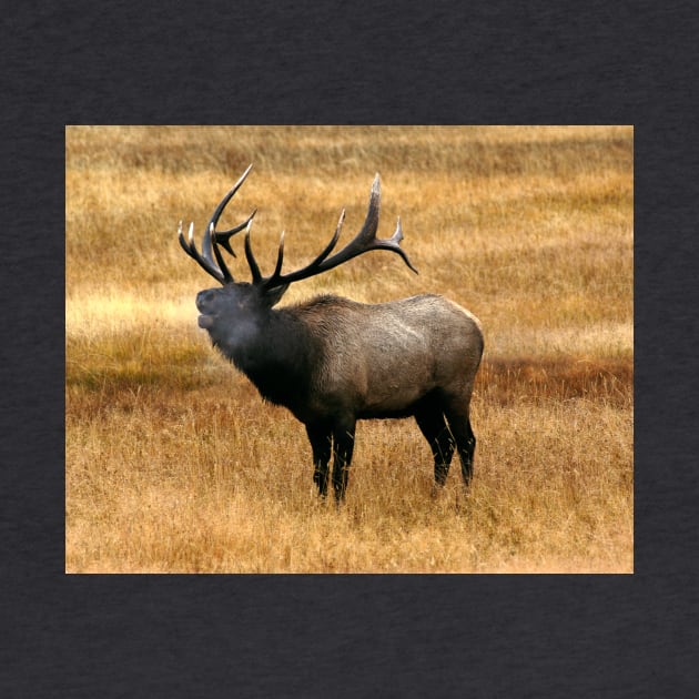 Bugling Bull Elk Photo by DeniseBruchmanPhotography